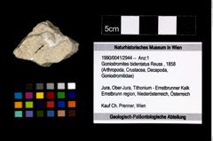 Foto (Objekt + Etikett) von Goniodromites bidentatus (Reuss, 1858)  (NHMW-GEO-1990-0041-2944)